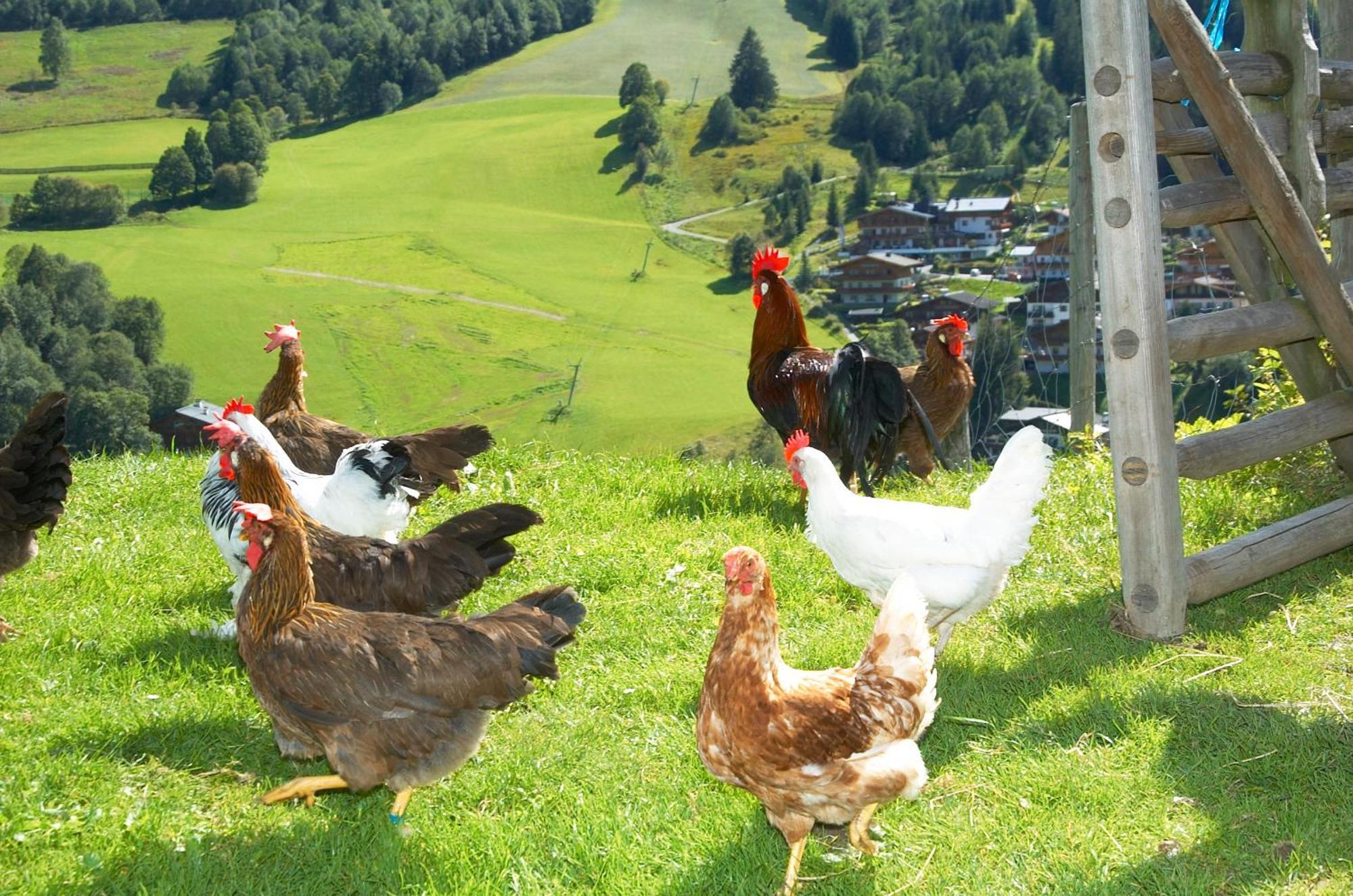 Feriengut Hasenau Aparthotel Saalbach-Hinterglemm Eksteriør bilde